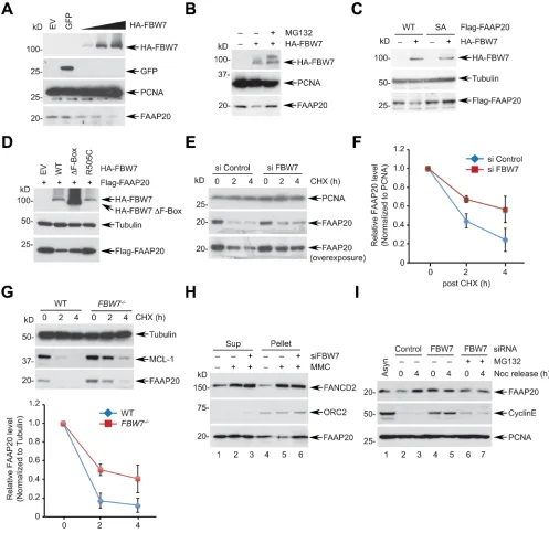 Figure 2: FbW7 is required for proteasomal degradation of FAAP20. A.wild-type or HeLa cells transfected with increasing levels of the FBW7-encoding plasmid were analyzed by Western blotting