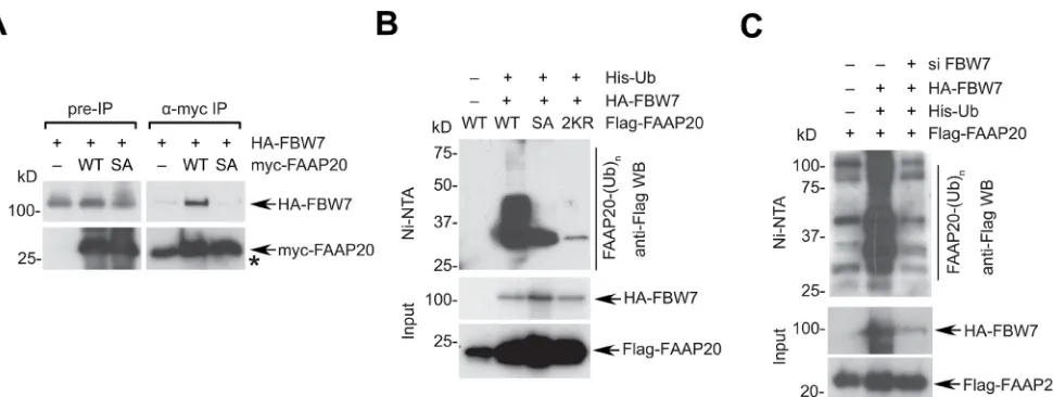 Figure 3: FbW7 induces FAAP20 polyubiquitination and degradation. A. FBW7 interacts with FAAP20