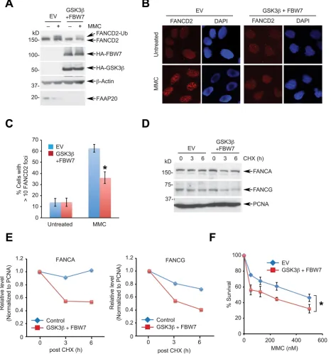 Figure 5: Enhanced GSK3β-FBW7 signaling compromises the FA pathway. A., b. Overexpression of GSK3β and FBW7 suppresses damage-induced FANCD2 monoubiquitination and foci formation