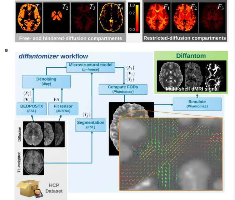 FIGURE 1 | (A) Microstructural model of Diffantom. The phantom is simulated from an underlying microstructural model specified with the following volume-fraction maps: three hindered-diffusion compartments {T 1 , T 2 , T 3 }, one free-diffusion compartment