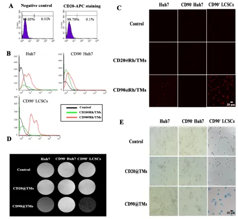 Figure 5: The targeting ability of TMs conjunct specific and non-specific antibody for CD90+Huh7