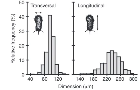Table 1. Geometry of Stylonychia: (A) median values of cell lengthand width; (B) calculations of cell geometry