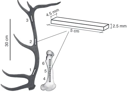 Fig. 1. Sampling positions in deer antler and femur for bars used formechanical testing