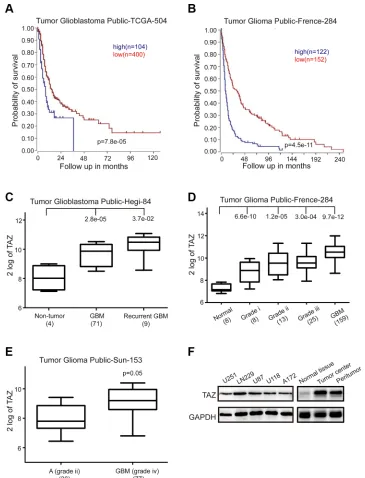 Figure 1: High TAZ expression is a prognostic indicator of poor survival in glioblastoma patients