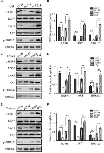 Figure 5: TAZ enhances the activity of the EGFR/AKT/ERK pathway. (A) The expression of p-EGFR, EGFR, p-AKT, AKT, p-ERK1/2 and ERK1/2 in TAZ-modulated U87 cells was measured by western blot assay