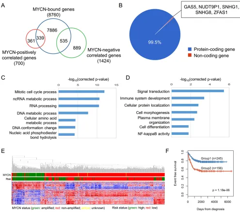 Figure 2: systematic analysis of MYcn-regulated genes. (A) Identification of MYCN-regulated genes based on the overlap of MYCN-bound genes and MYCN-correlated genes