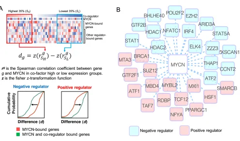 Figure 4: Inference of MYcn co-regulators. (See text for full details. (A) The schematic illustration of the method we used to infer MYCN co-regulators