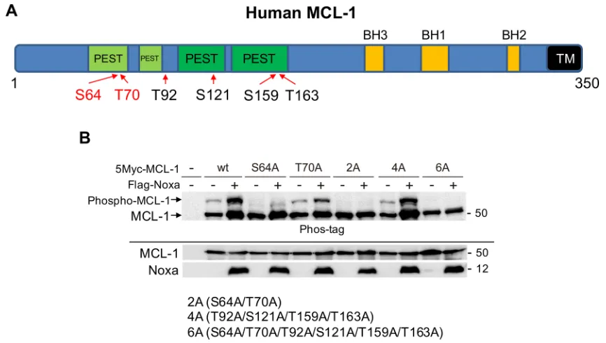 Figure 4: ser64 and thr70 on Mcl-1 are phosphorylated by noxa expression. (A) Schematic representation of human MCL-1