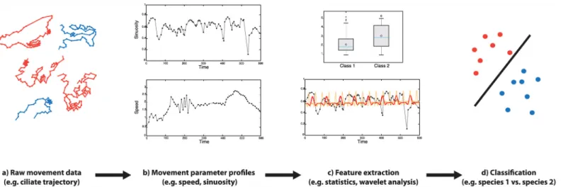 Fig 1. Overview of the movement classification process. a) raw trajectories of two species of ciliates consisting of time-stamped X- and Y coordinates; b) movement parameters are calculated from the locations and MP profiles through time are obtained; c) e