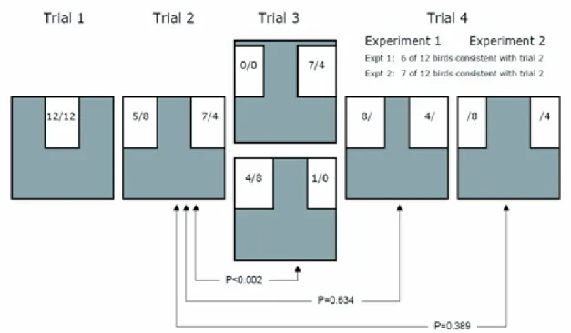 Figure 1.1. Schematic of the tunnel from the point of view of a bird entering  the tunnel