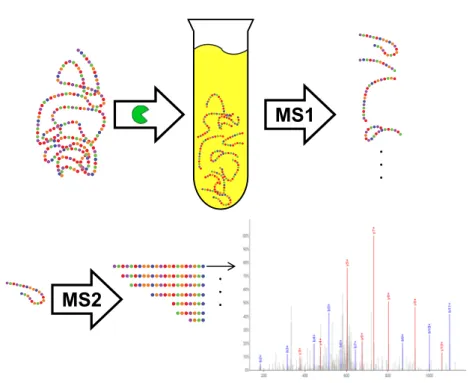 Figure 3.7: The concept of tandem mass spectrometry. First a protein is digested and split into peptides (upper left side)