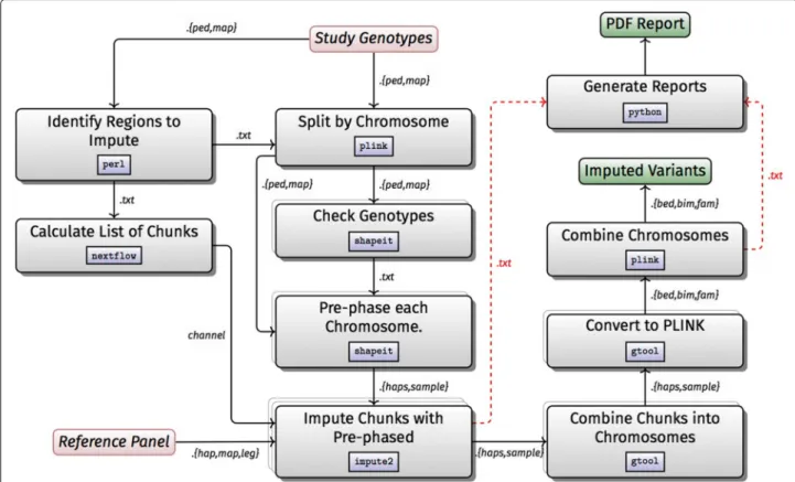 Fig. 4 Workflow D: SNPs imputation