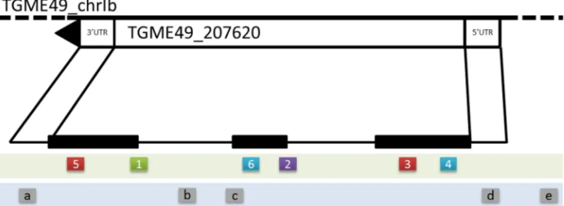 Fig. 2. An example for a conﬁrmed gene model in T. gondii with additional 5    overlaps in its genomic context for gene model TGME49_207620 on the  TGME49 TGME49_1b chromosome