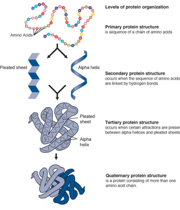 Figure 10: The four protein structures [63]. The primary structure consists of amino acids and influences the upper level structures.