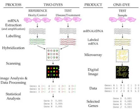 Figure 1.1: Overview of a microarray experiment for both a comparison experiment with two dyes and a single dye experiment