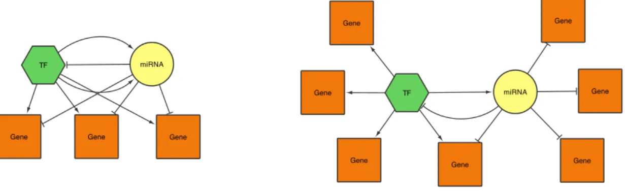Figure 4.2: Shown are graphical representations of how co-targeted (l) and co-regulated (r) subnetworks are defined.