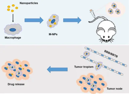 Figure 1: schematic illustration of the construction of ‘Macrophage-NPs’ and their targeting delivery into brain tumor.