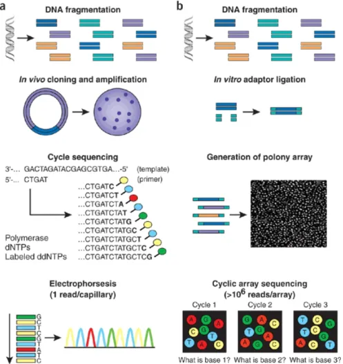 Figure 1.4.: Simplified comparison of Sanger sequencing (a) and NGS (b) work flow. The main differences include the substitution of in vivo cloning with sequencing libraries construction using clonal amplification and the array based parallel cyclic sequen