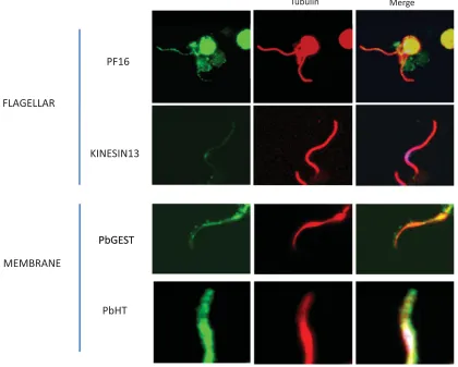 Fig. 2. All proteome-predicted male gamete proteins we have attempted to localize thus far have been found in situPbHT (Slavicthe male gamete: PF16 (Straschil in et al
