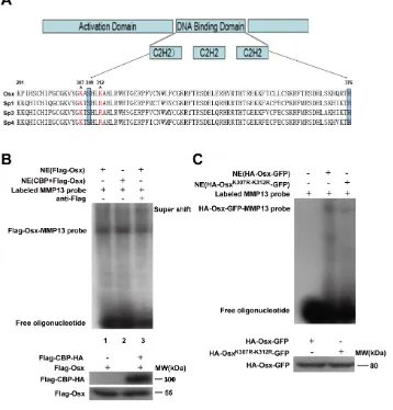 Figure 6: Acetylation increases the DNA binding activity of Osx. Ain the absence (lane 1 and 2) or presence of anti-Flag antibodies (lane 3)