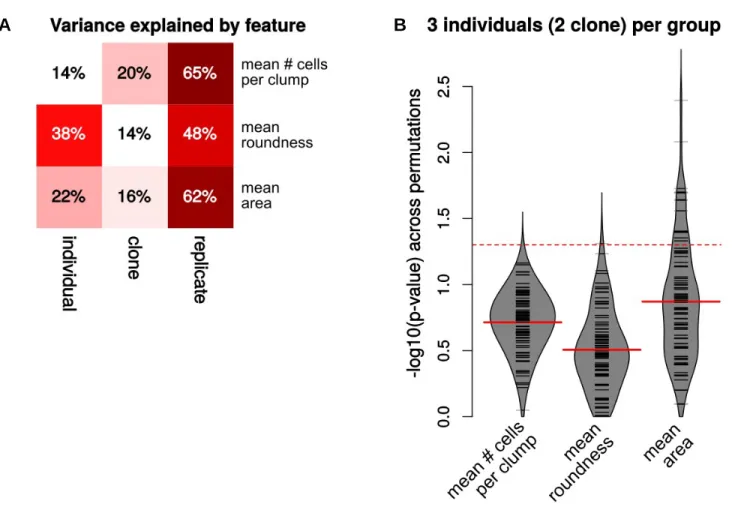 Figure S2: variability of iPSC cellular morphology. A: Proportion of the variability in  each cellular feature (rows) explained by each variable (column) based on linear 