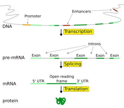 Figure 1.3: From DNA to Protein. Details of the gene expression process including the splicing step.