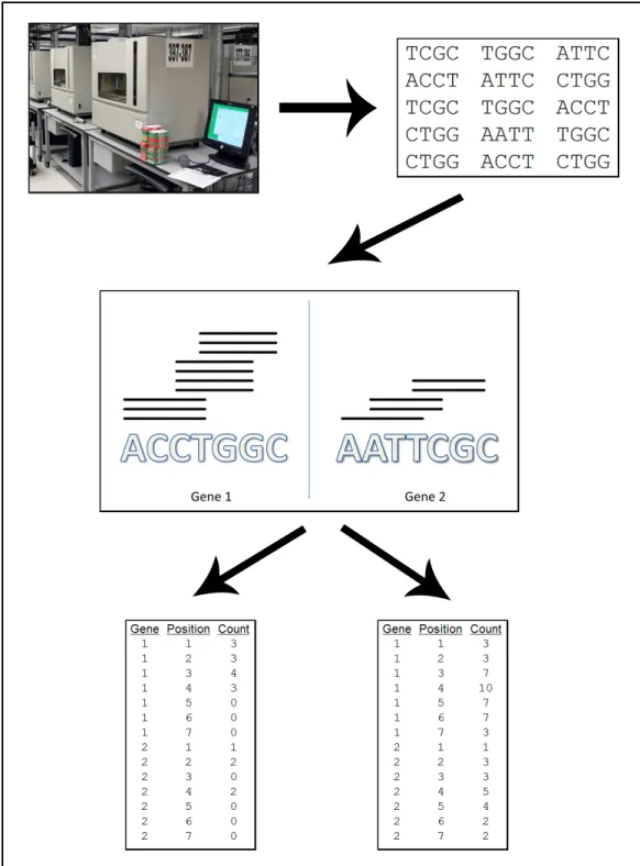 Figure 1.4: RNA-Seq data creation process. An illustration of two ways to conceptualize RNA-Seq data