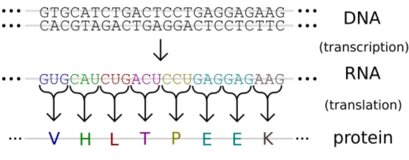Figure 1.2: Gene expression. Gene expression shown via both transcription to RNA as well as translation to protein.