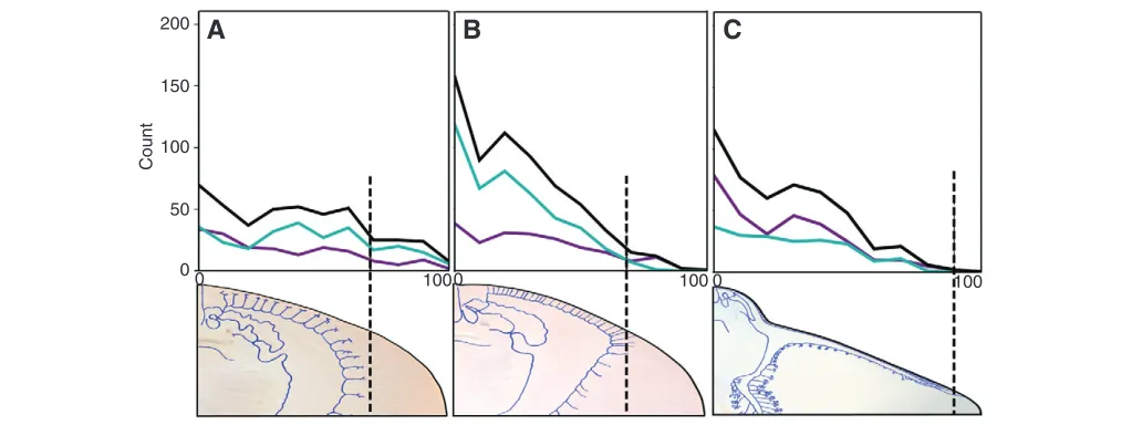 Fig.4. Response variation with water jet contact point. (A)Urobatis hallerithese linear trends are given in Table3