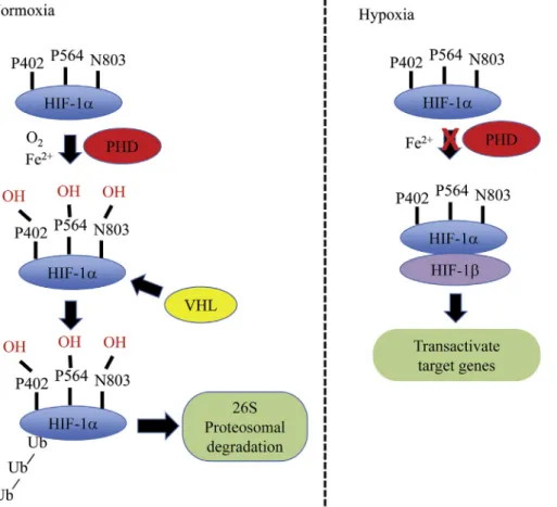 Figure 1 Regulation of HIF-1 a protein under normoxia and hypoxia. HIF Z hypoxia-inducible factor; PHD Z prolyl hydroxylase;