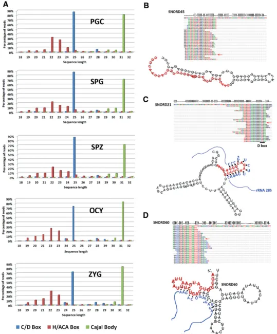 FIGURE 7. Analysis of snoRNA-derived population. (A) The bar diagrams show the read length distribution of sequences derived from different types of snoRNAs