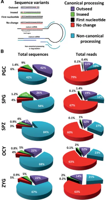 FIGURE 2. Analysis of miRNA sequence features. (A) The image shows the categories used to classify all the sequences mapped into miRNA precursor molecules