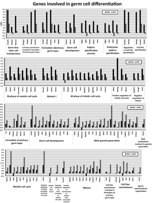 FIGURE 3. Gene expression profiling of genes involved in germ cell development and differentiation