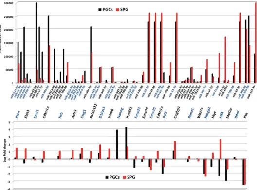 FIGURE 4. Comparative analysis of miRNA expression levels in relation with fold change of their validated mRNA targets in PGCs and spermato- spermato-gonia cells (SPG).