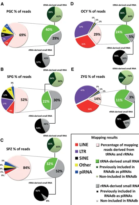 FIGURE 5. Analysis of rasRNA population. The circular diagrams show the read percentage of rasRNAs associated with different genomic elements