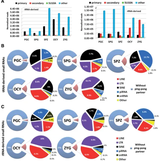 FIGURE 6. Analysis of tRNA- and rRNA-derived small RNAs. (A) The bar charts show the analysis of sequence features observed in tRNA- and rRNA-derived small RNAs