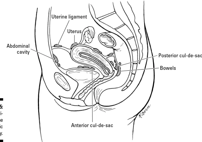 Figure 3-5:Endometri-