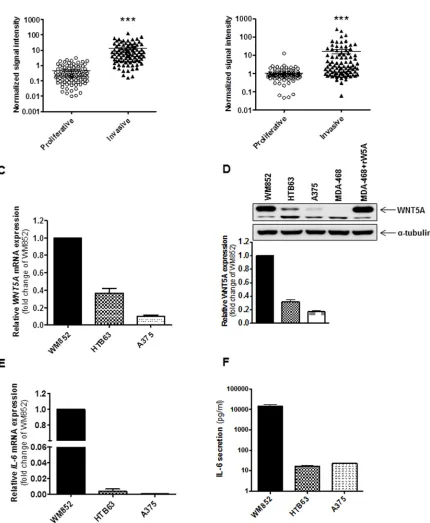 Figure 1: Increased expression of WNt5A and IL-6 is associated with an invasive melanoma cell phenotype