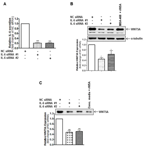 Figure 2: IL-6 knockdown reduces the endogenous protein expression of WNt5A in  WM852 cells