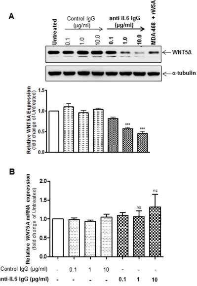 Figure 3: Inhibition of IL-6 signalling reduces WNt5A proteins expression but not WNT5A mrNA expression in WM852 cells