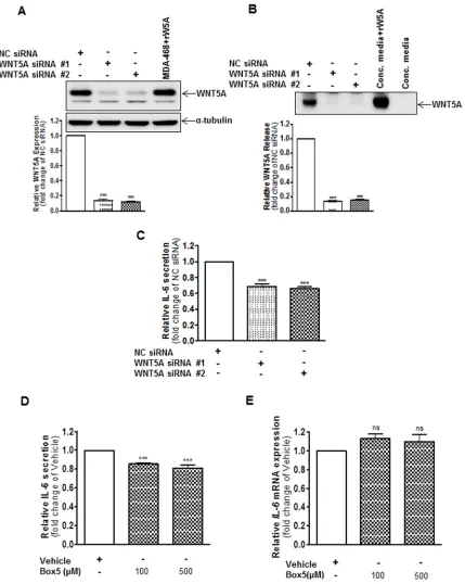 Figure 4: WNt5A increases IL-6 secretion from WM852 cells. (A) Western blot analysis showing siRNA silencing of endogenous 