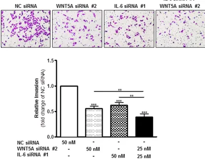 Figure 5: combined knockdown of WNt5A and IL-6 protein expression more effectively inhibits WM852 cell invasion