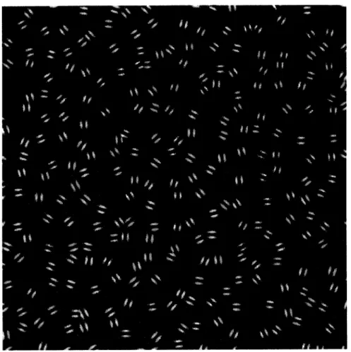 Figure 2-1: The perception of contours (from Field et al. [3]). The contour composed of aligned edges is easily perceived among a field of distractors.