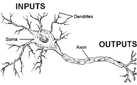 Figure 2-4: An example of a neuron [27]. The neuron receives input signals along its