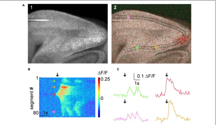 FIGURE 5 | Macro-scale imaging example for using SamuROI on different cortical regions of a brain slice