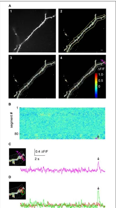 FIGURE 3 | Micro-scale imaging example for using SamuROI on a dendritic structure. (A) (A1) The morphological image of a dendritic segment from an electroporated layer 2 cell in the MEC