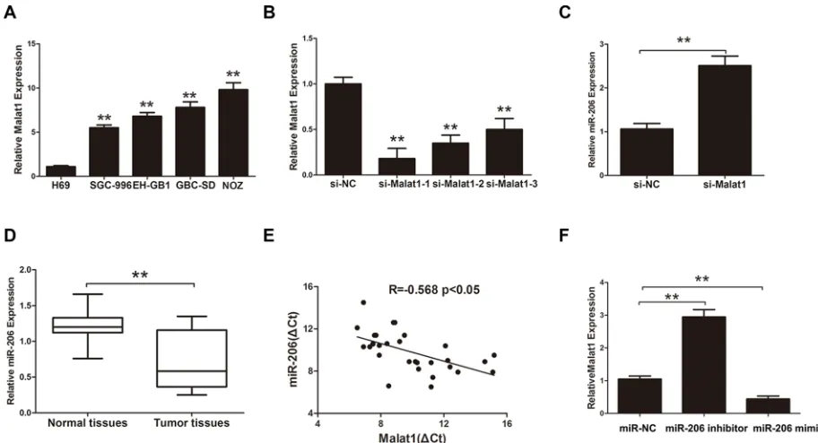 Figure 1: Malat1 expression and its clinical significance in GBC. (A) Malat1 expression in pair samples of GBC and adjacent normal tissues (**P < 0.05)