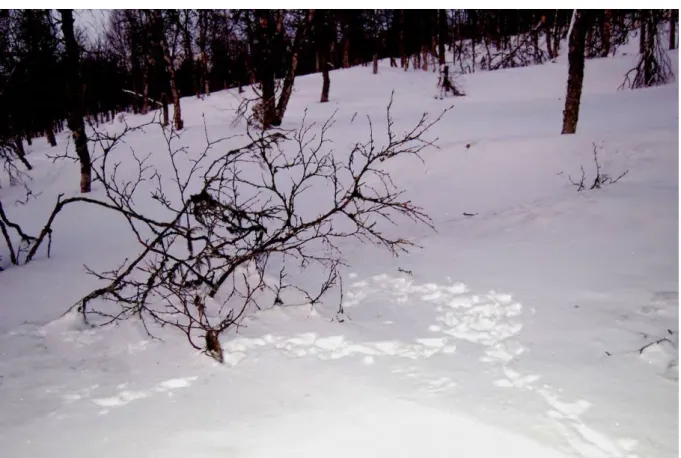 Figure 9. Tracks of a Capercaillie male that has been foraging from birch branches. 
