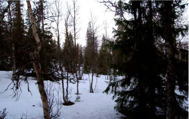 Figure 1. The habitat at one of the Capercaillie leks (lek no. 19) at the valley of Boksjön, with a multilayer  structure of mixed coniferous/deciduous forest