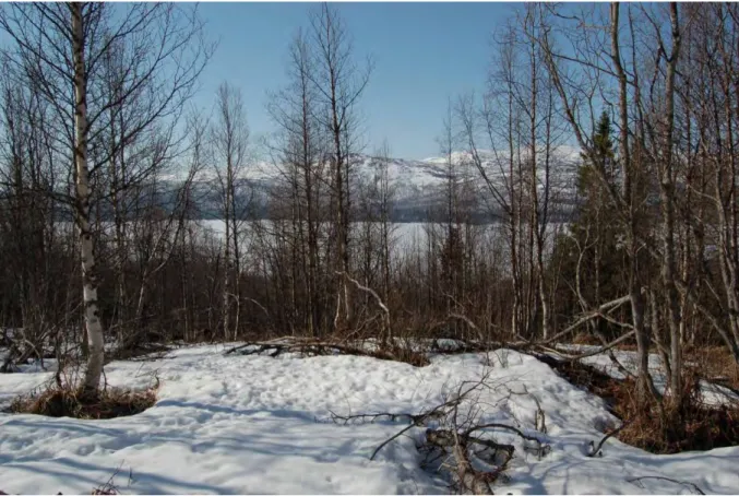 Figure 2. A Capercaillie lek site at the valley of Boksjön dominated by 50-year old birch forest with some  scattered spruce trees